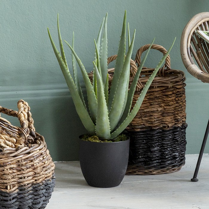 Aloe Vera
