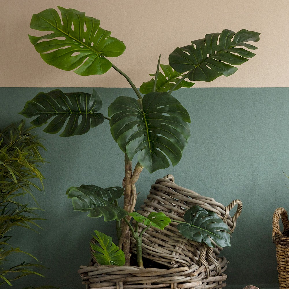 Monstera Tree
