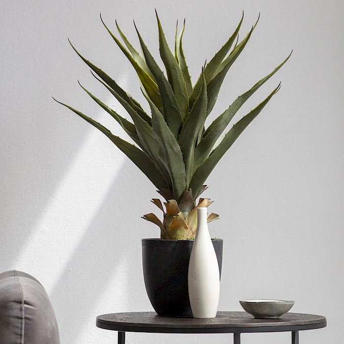 Maguey